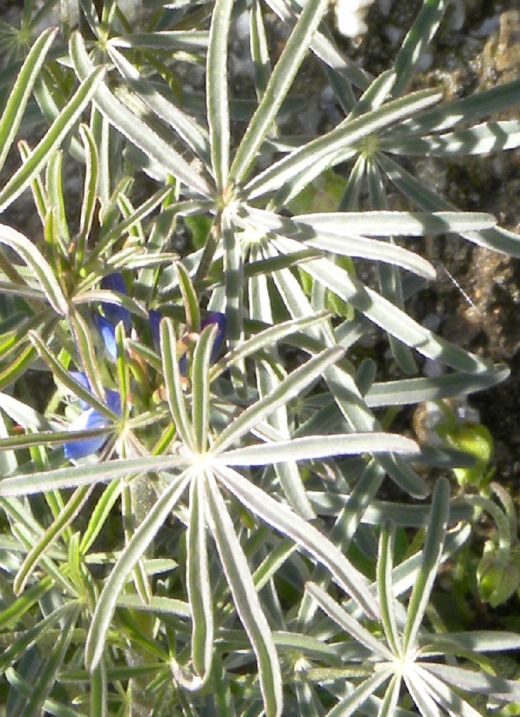 Infiorescenza azzurra - Sardegna - Lupinus angustifolius